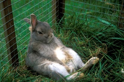 Rabbit inside hutch.jpg